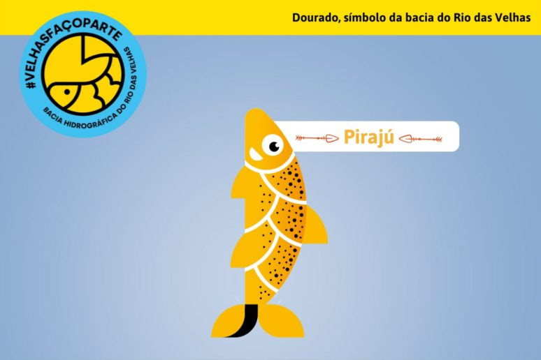 Conheça o Pirajú, novo personagem da bacia do Rio das Velhas