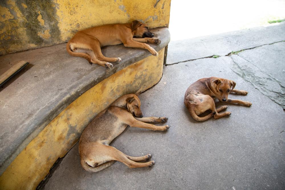 Abandono de animais é uma triste realidade brasileira