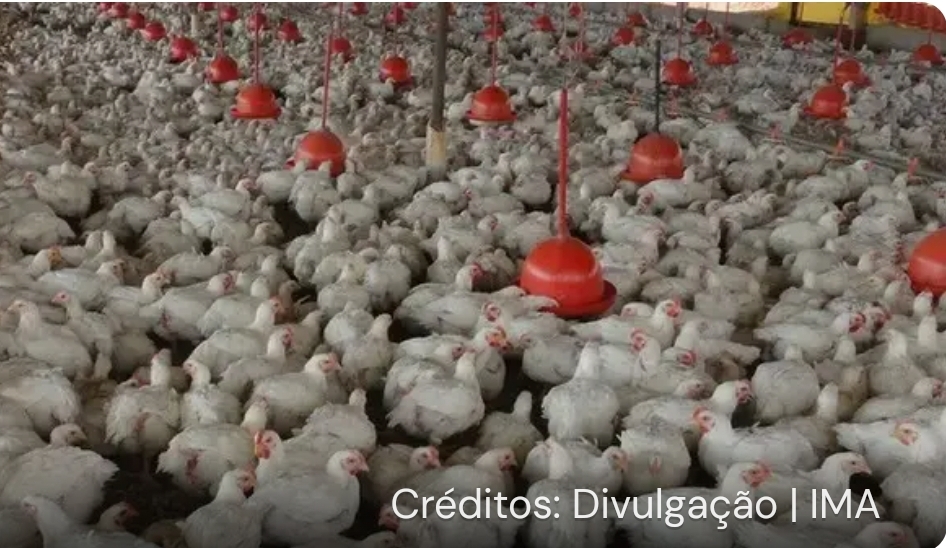 Gripe aviária: Ministério da Agricultura confirma mais um caso da doença