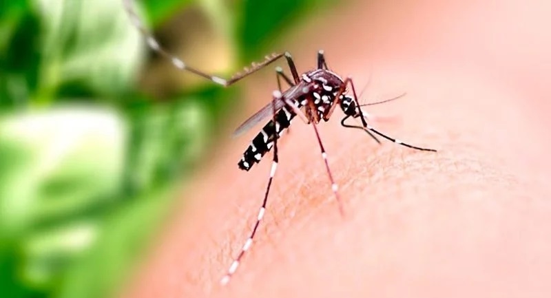 Brasil já tem mais de 3 milhões de casos de dengue em 2024