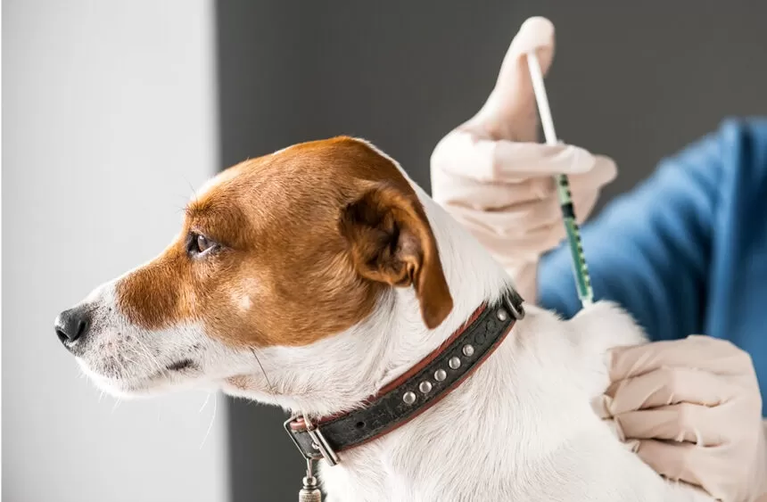 Campanha de vacinação múltipla para cães inicia em Sete Lagoas