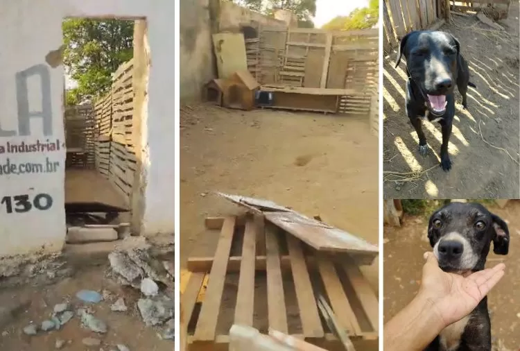 ONG Coração Pet é covardemente invadida em Sete Lagoas 