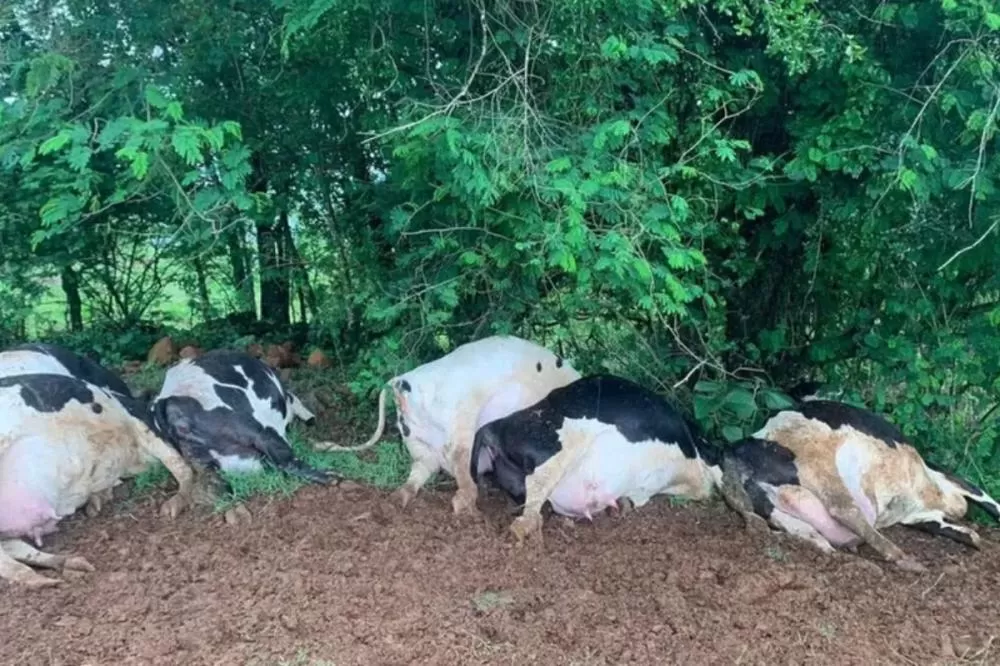 Sete vacas holandesas morrem após serem atingidas por raio