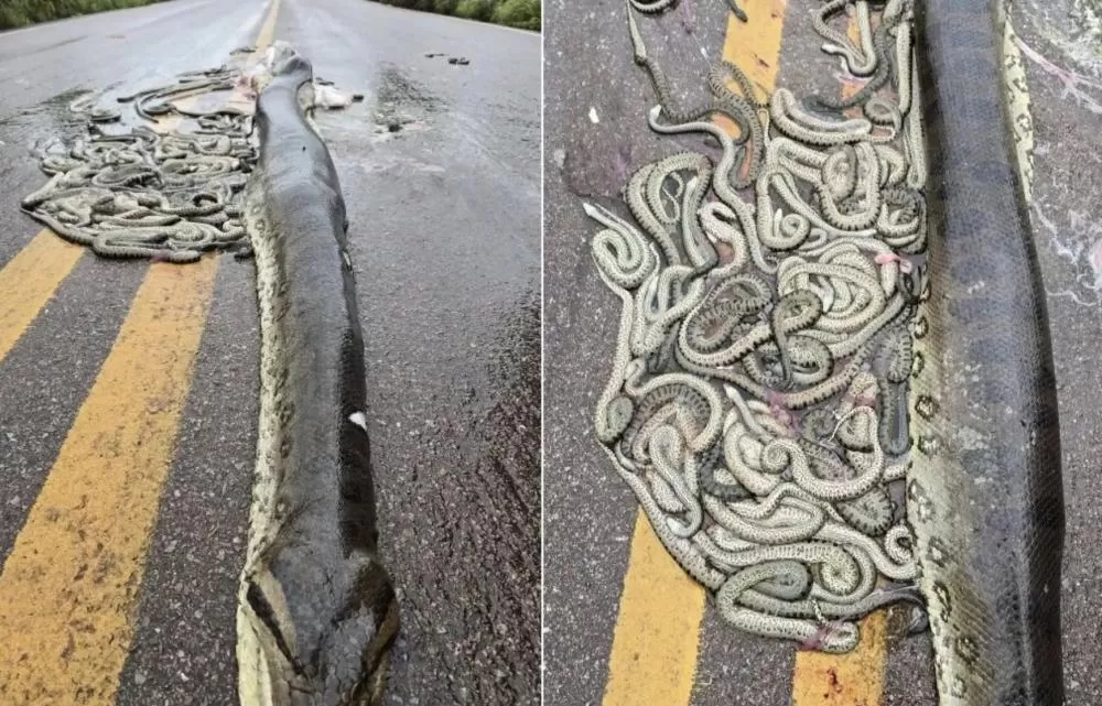 Cerca de 40 filhotes foram ejetados após sucuri ser atropelada em rodovia do Mato Grosso