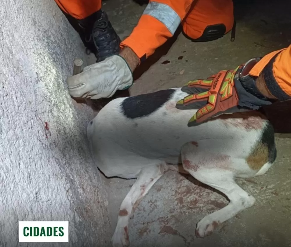 Cachorro 'curioso' fica entalado em cano e mobiliza Corpo de Bombeiros em Montes Claros 