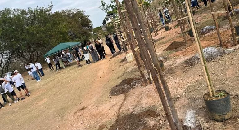 PBH lança selo para incentivar o plantio voluntário de árvores