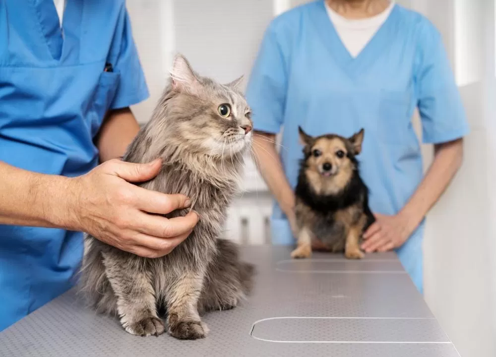 Curvelo promove mutirão de castração de cães e gatos nos dias 30 e 31 de janeiro