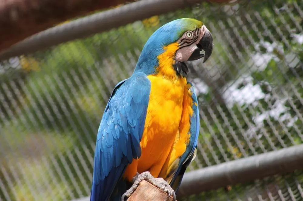 Zoológico de Belo Horizonte comemora 67 anos com programação especial em janeiro