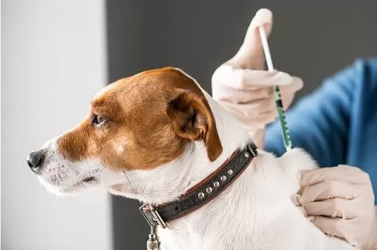 Sete Lagoas promove mutirão de vacinação V8 para cães; inscrições já estão abertas