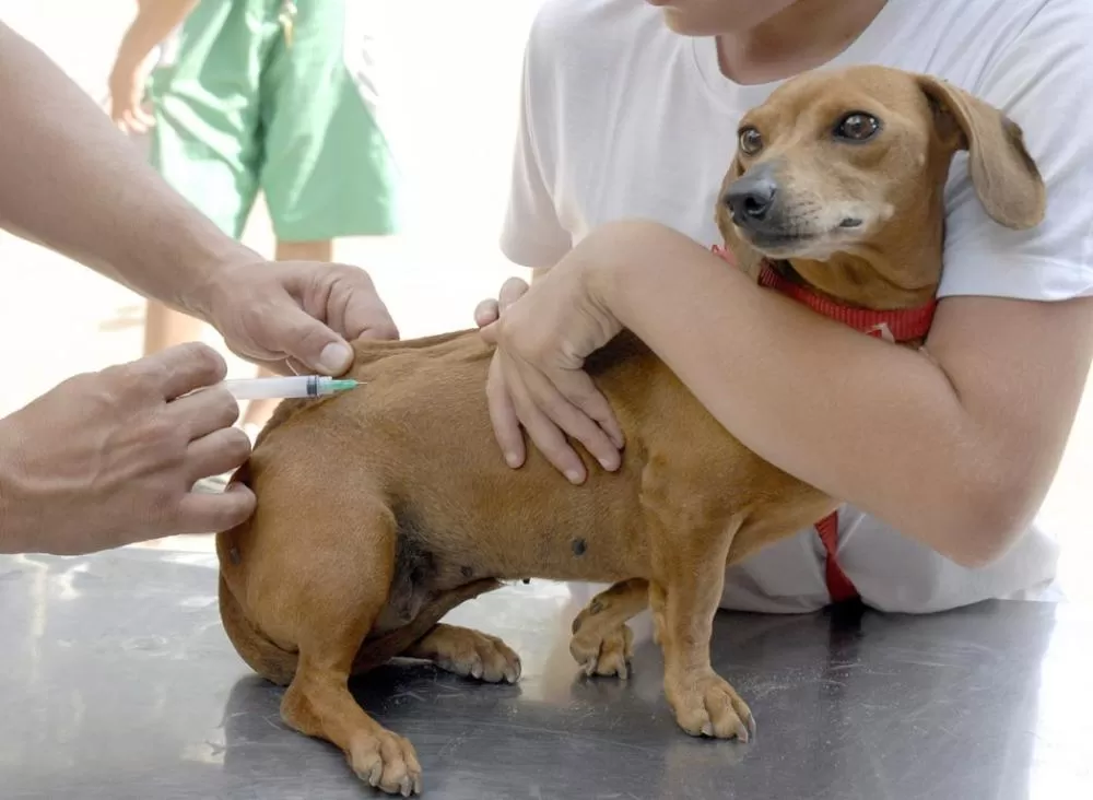 Campanha de vacinação antirrábica para cães e gatos começa em agosto em Baldim