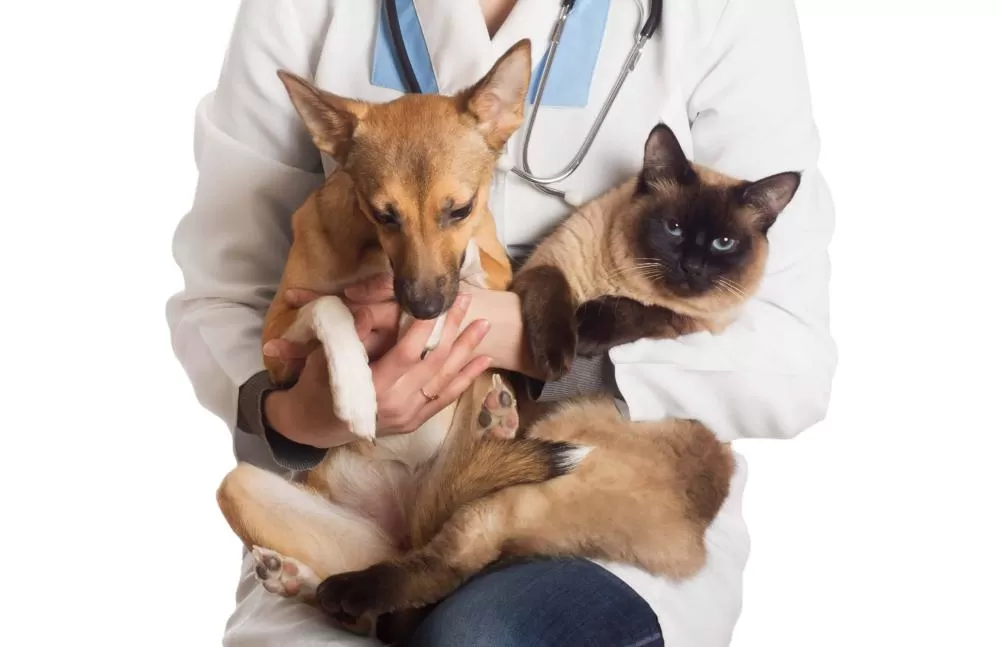 Caetanópolis abre inscrições para castração de cães e gatos; veja os critérios