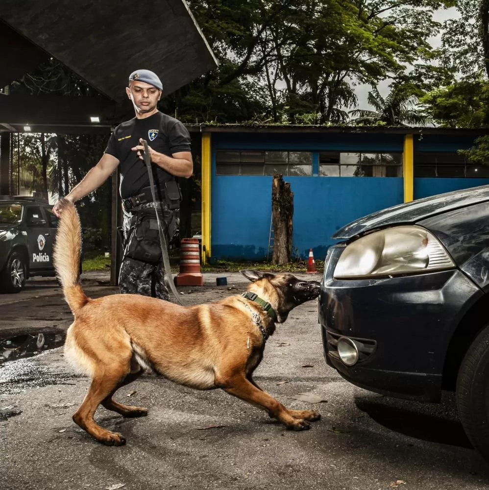 Cão farejador ajuda a Polícia Militar a localizar drogas escondidas em residência em Sete Lagoas 