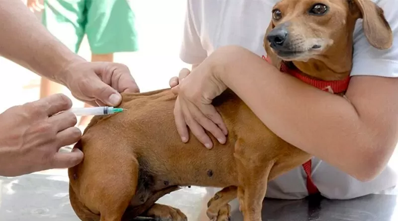 Santana do Riacho promove campanha de vacinação antirrábica para cães e gatos